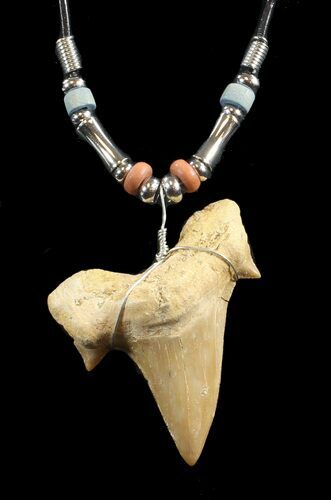 Fossil Otodus Shark Tooth Necklace #43068